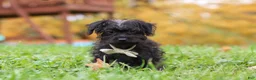 Yorkiepoo dogs for sale: Ricky - Ad 1