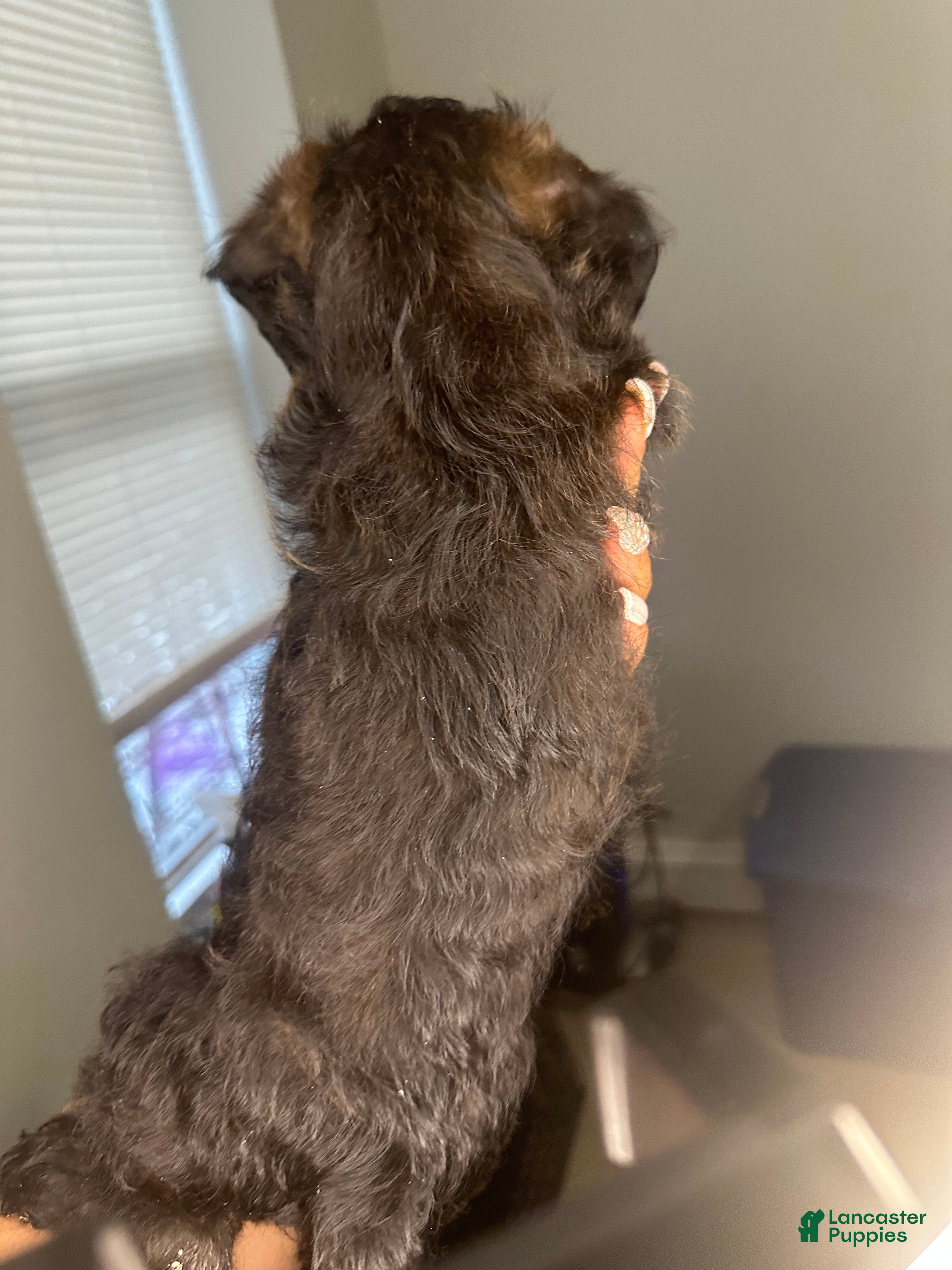 Mixed Breed dogs Nadeed - Ad 2