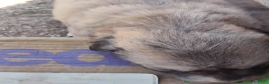 SOLD Working Anatolian Pyrenees Great Pyrenees