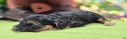 Cockapoo dogs for sale: Batty - Ad 24