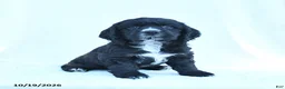 English Cocker Spaniel dogs for sale: Marley - Ad 5