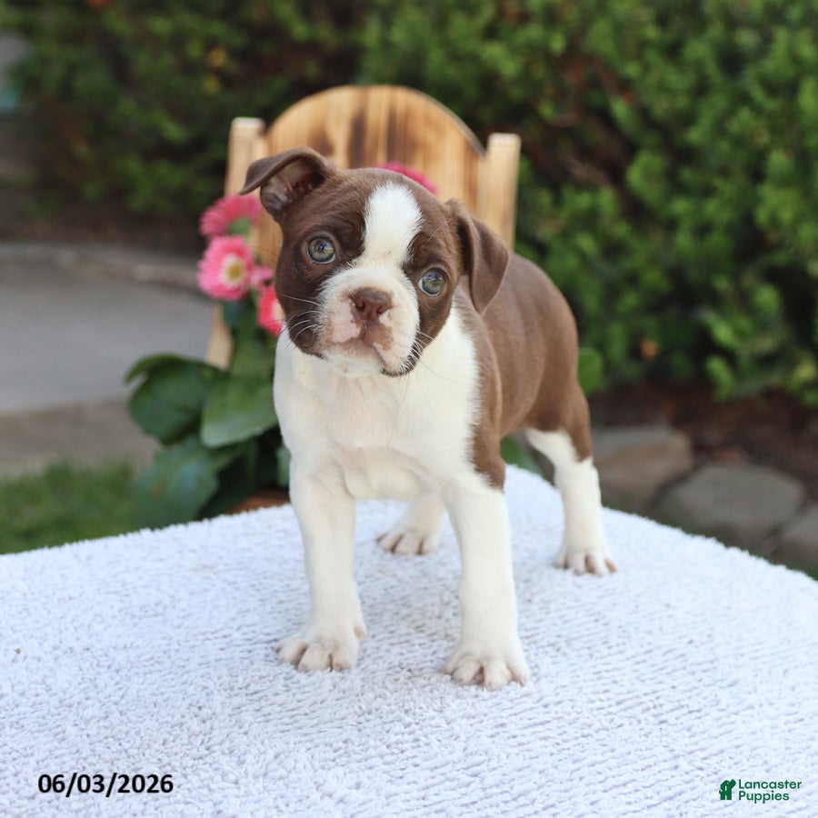 Boston Terrier dogs for sale: Dolly - Ad 3