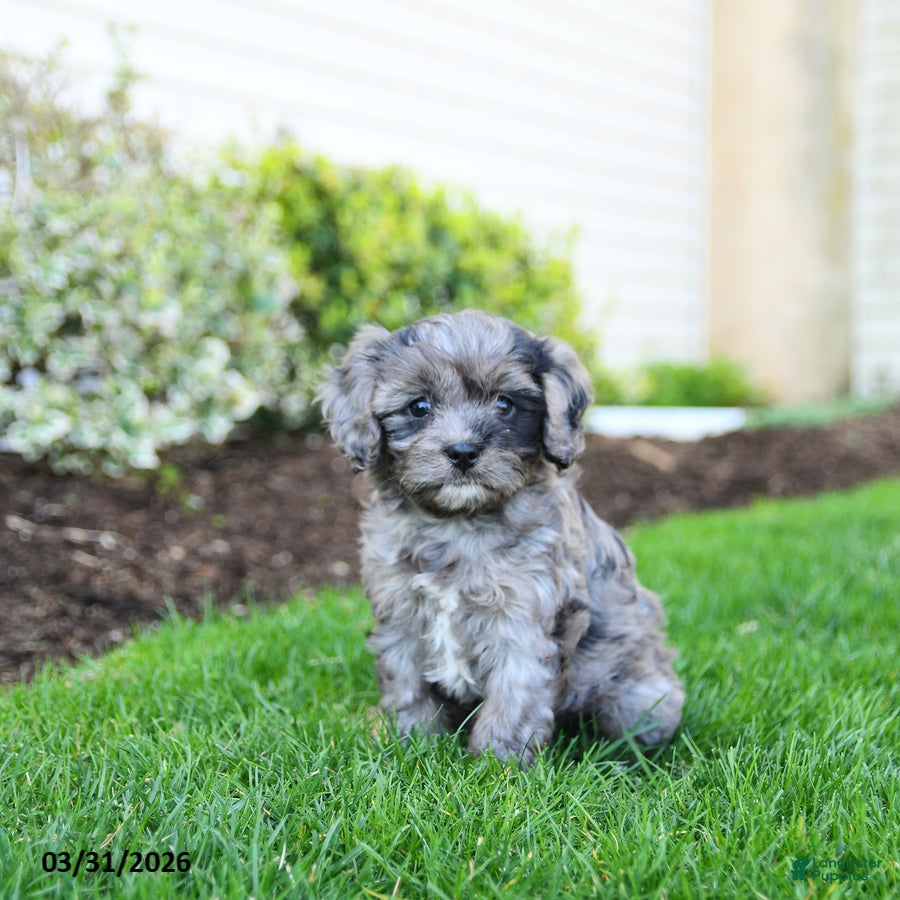 Cavapoo dogs for sale: Blueberry - Ad 1