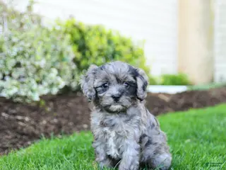 Cavapoo dogs for sale: Blueberry - Ad 1