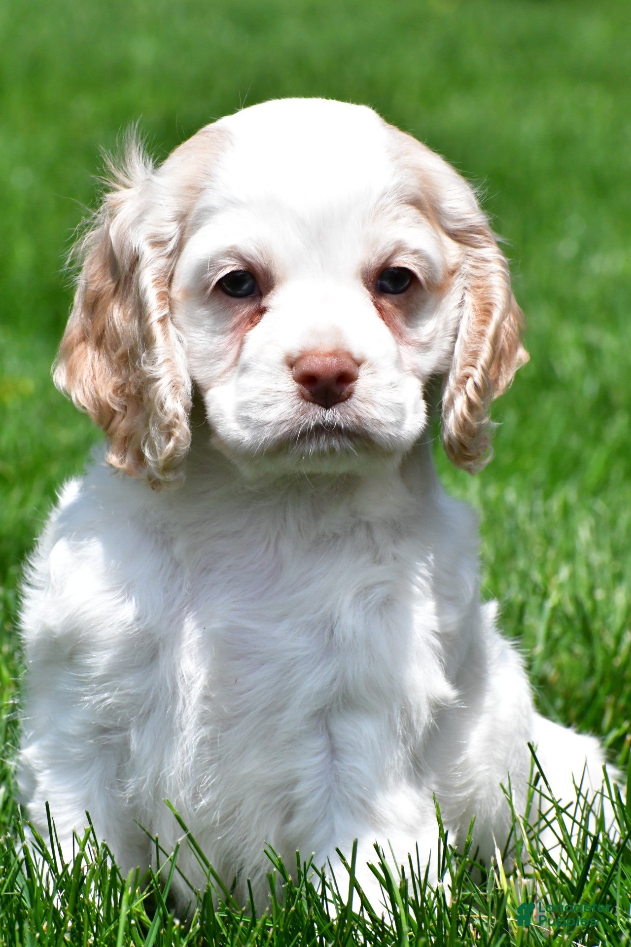 Cocker Spaniel dogs for sale: amber - Ad 2