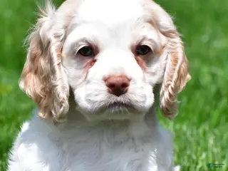 Cocker Spaniel dogs for sale: amber - Ad 2