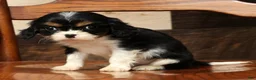 Cavalier King Charles Spaniel dogs for sale: Pixel - Ad 3
