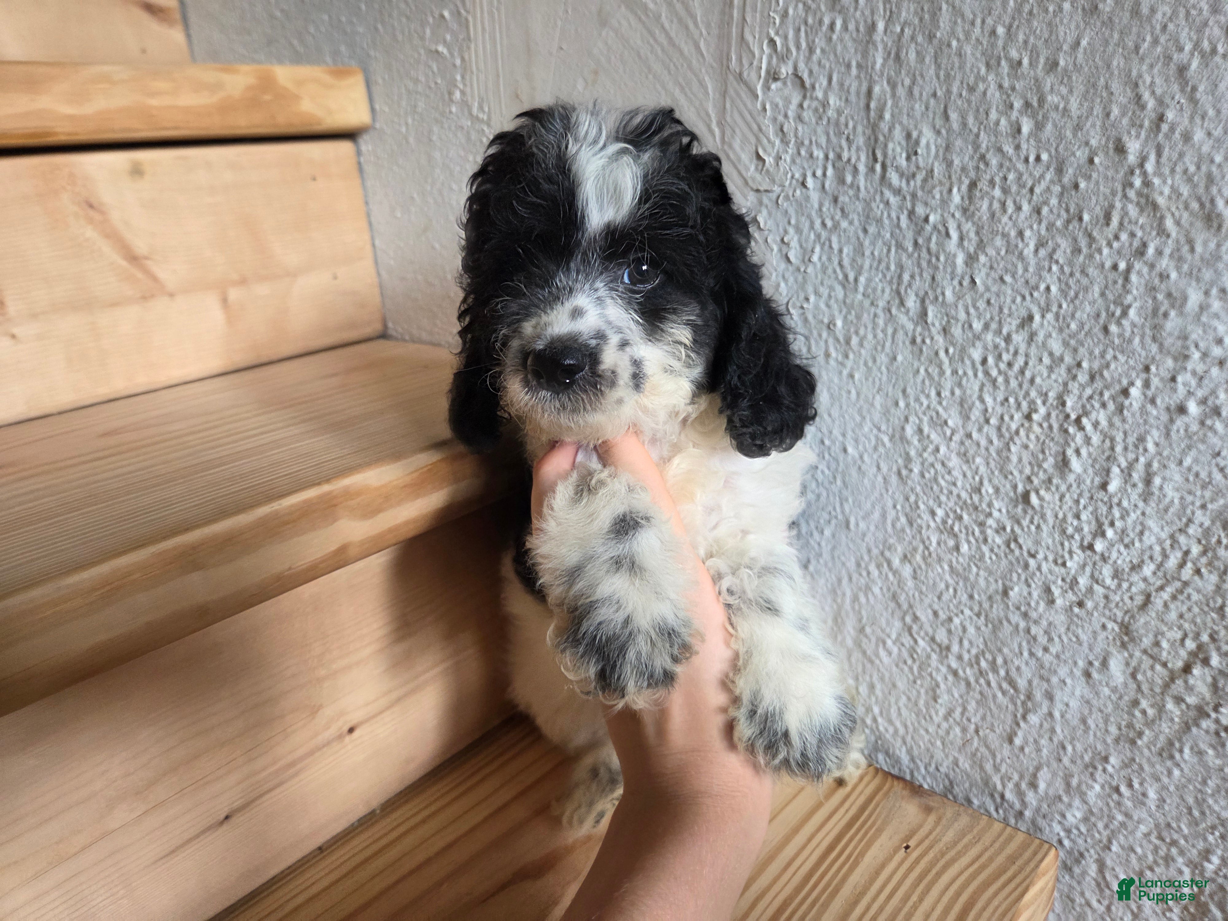 Cockapoo dogs Rocky  - Ad 2