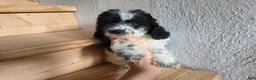 Cockapoo dogs for sale: Rocky  - Ad 2