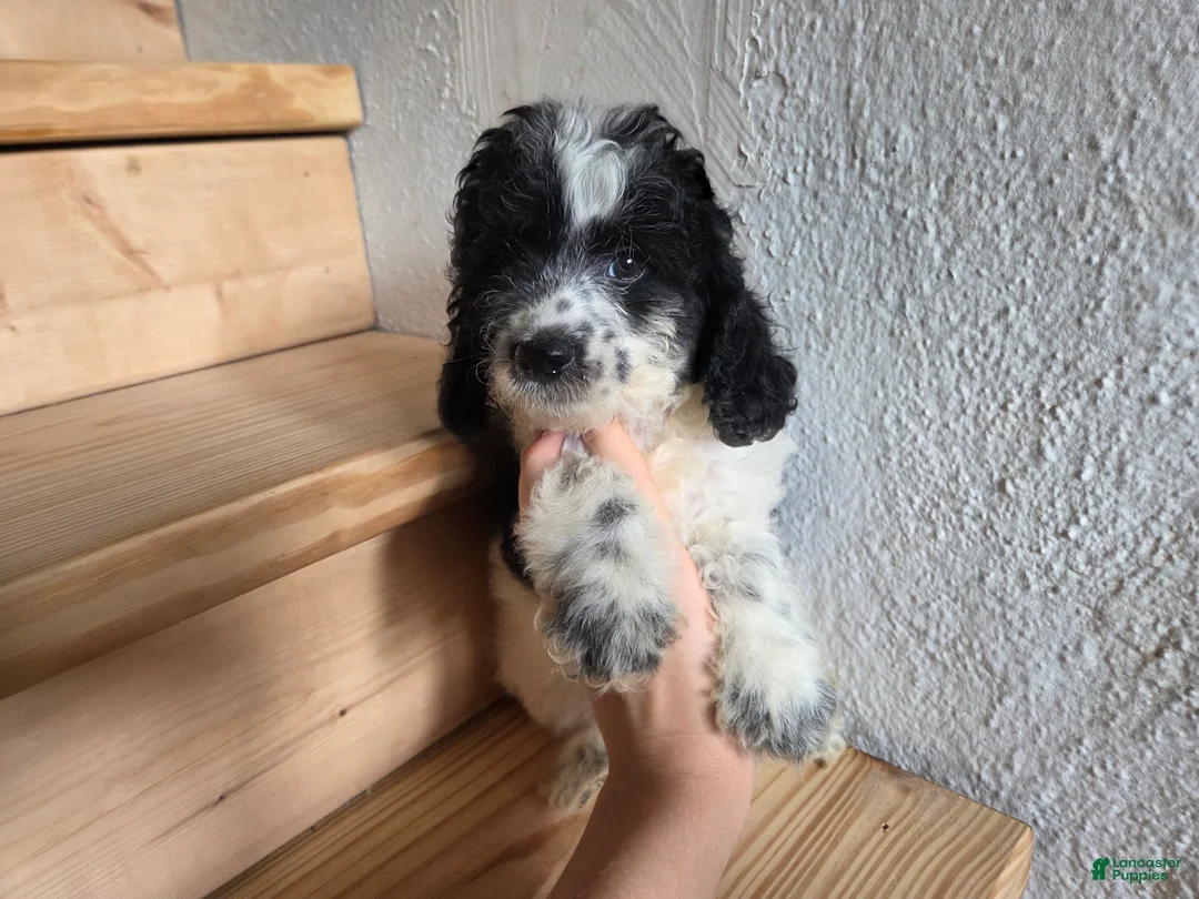Cockapoo dogs for sale: Rocky  - Ad 2