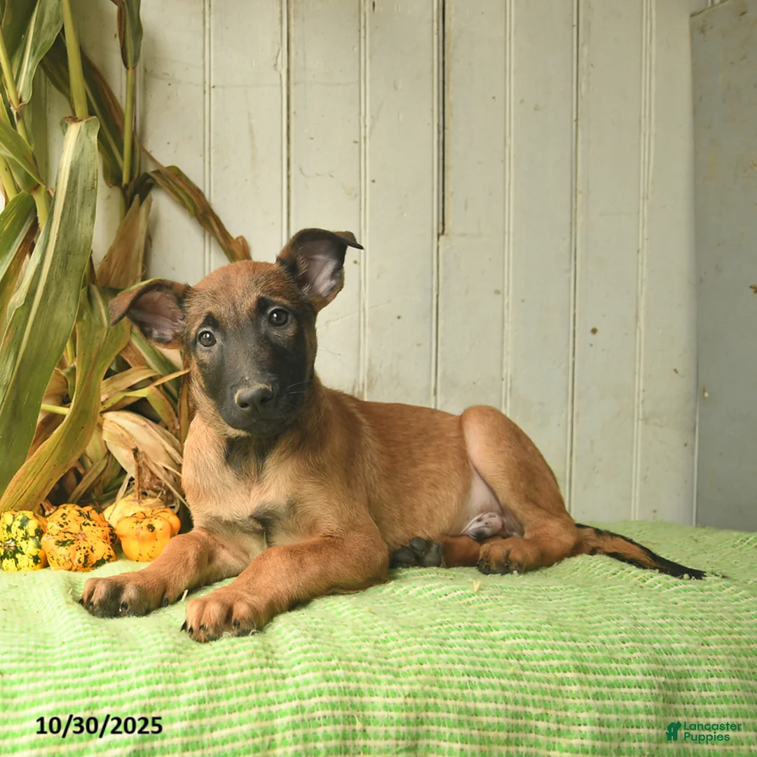 Belgian Malinois dogs for sale: Pablo  - Ad 19