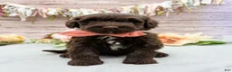 Portuguese Water Dog dogs for sale: Fresco - Ad 1