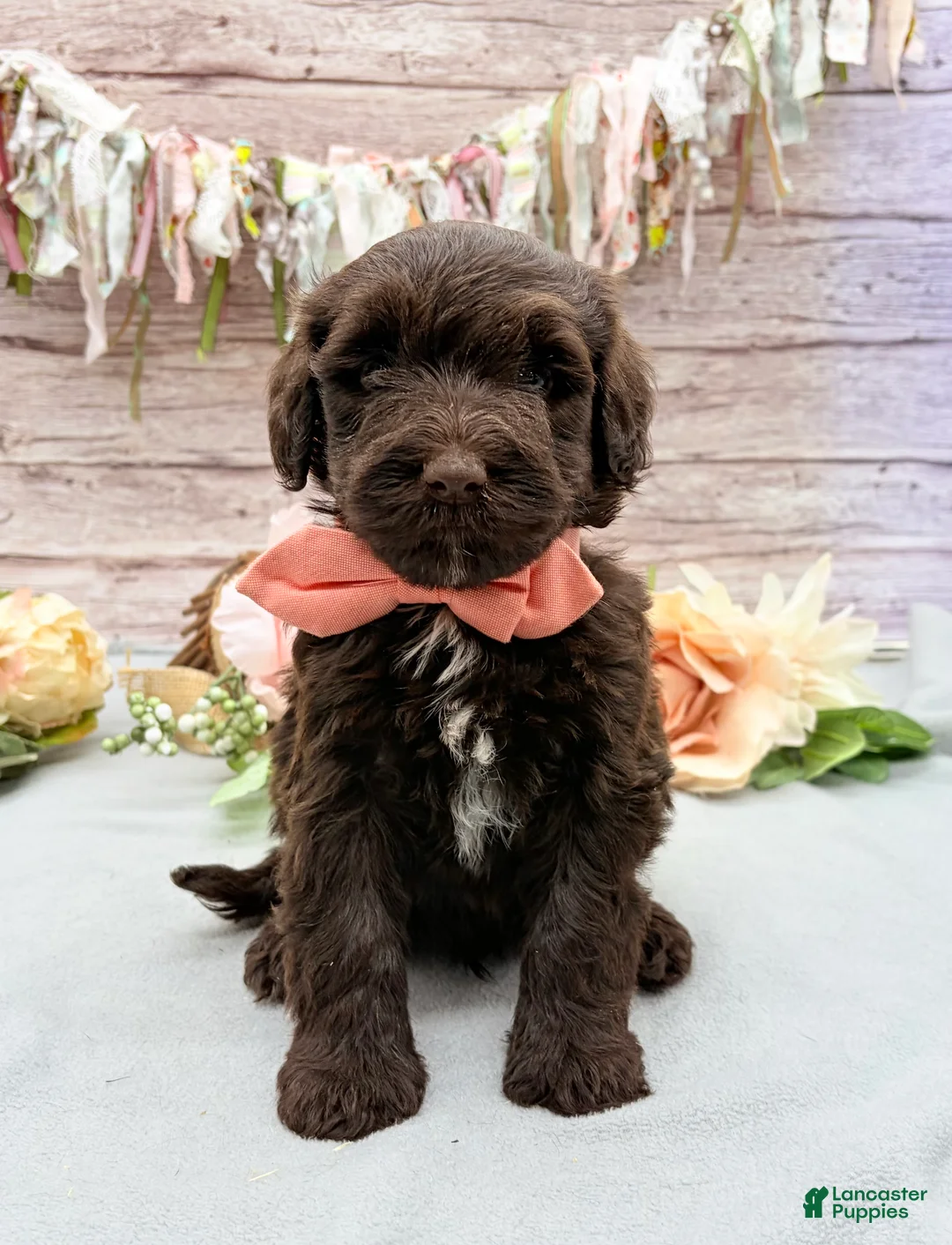 Portuguese Water Dog dogs for sale: Fresco - Ad 1