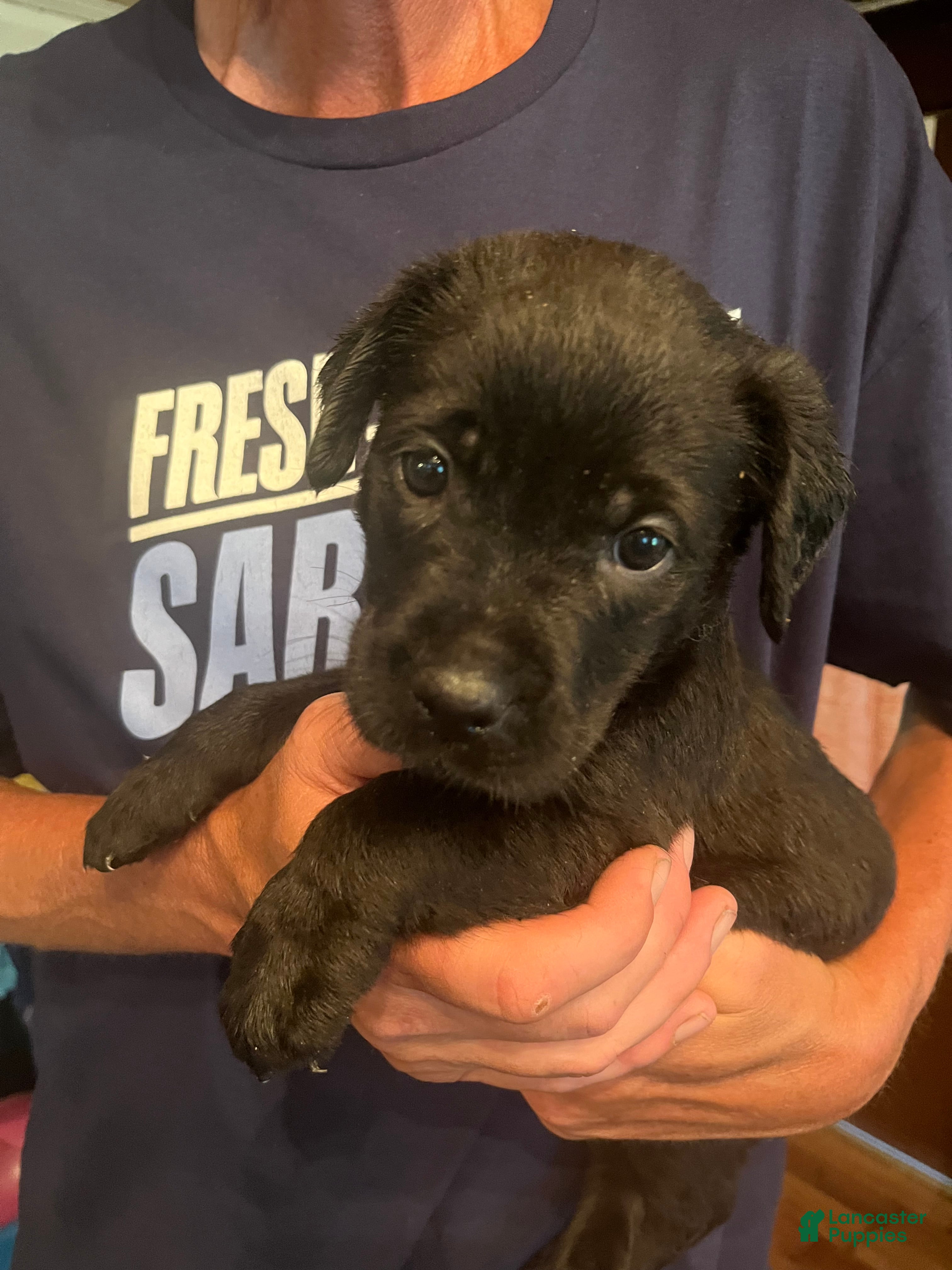 Mixed Breed dogs Mixed Breed 2 - Ad 2