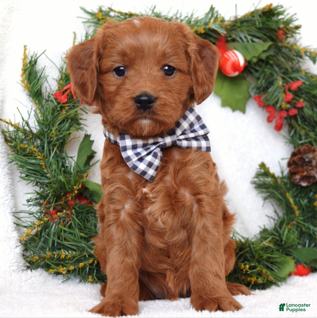Cavapoo dogs for sale: Corbin - Ad 8