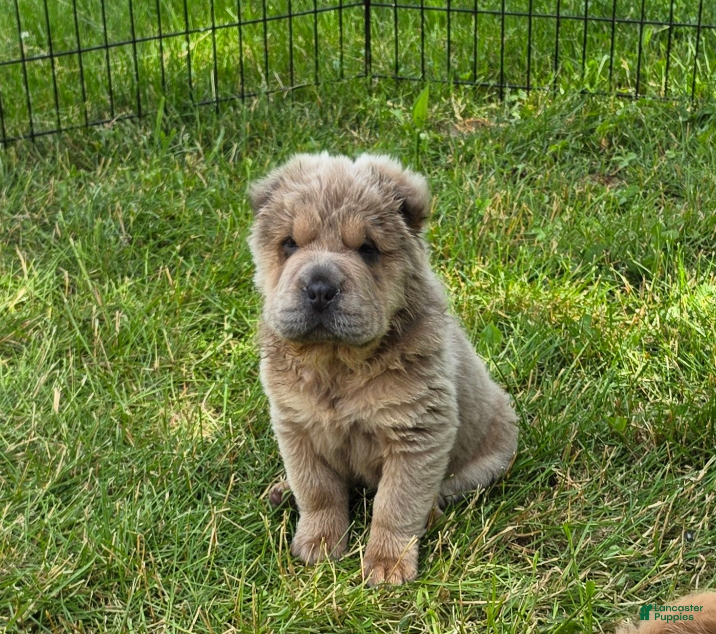 Shar Pei dogs Roman - Ad 1
