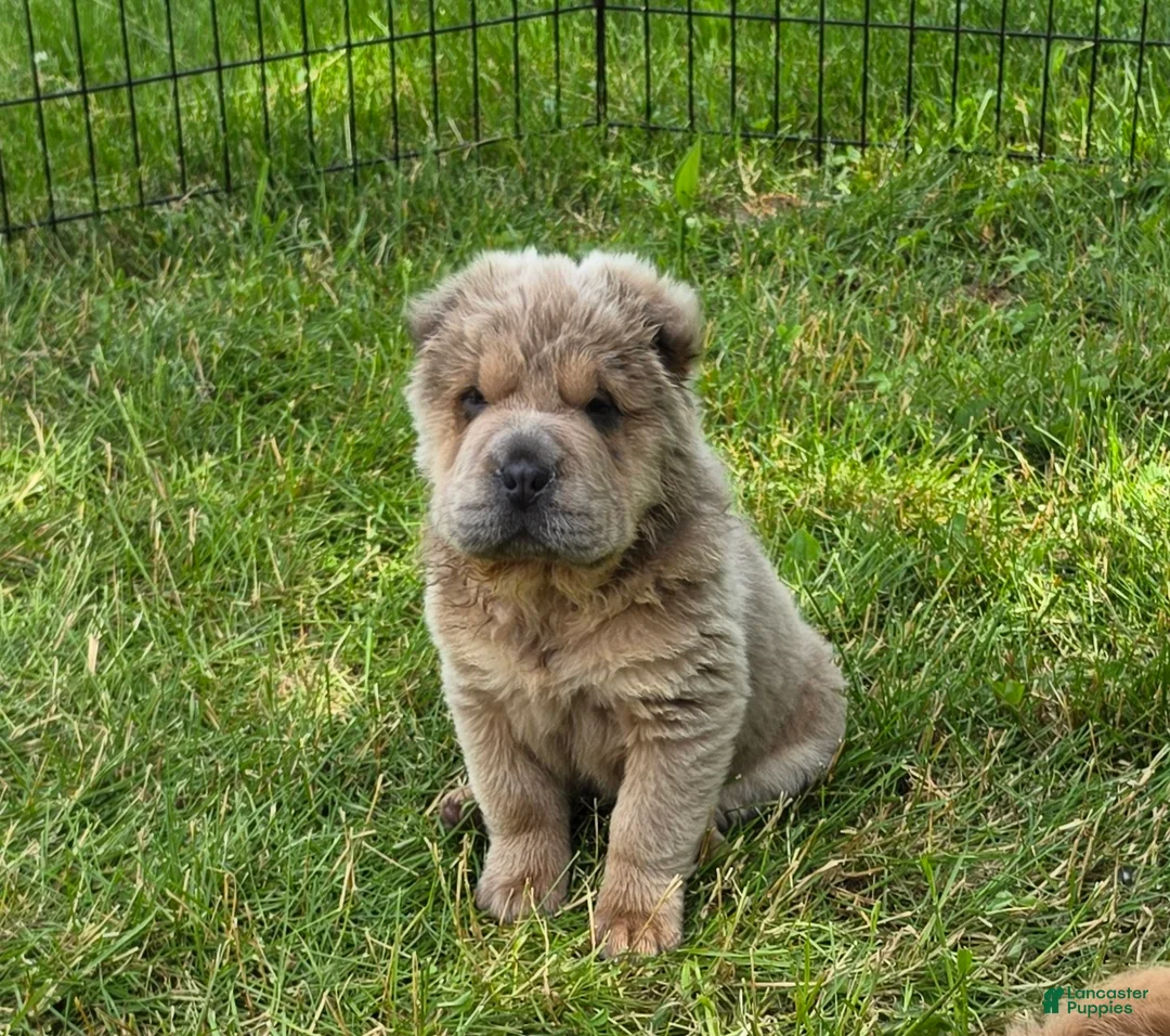 Shar Pei dogs for sale: Roman - Ad 2