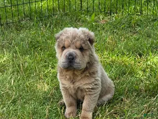 Shar Pei dogs for sale: Roman - Ad 3