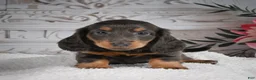 Miniature Dachshund dogs for sale: AKC-Gloria - Ad 6