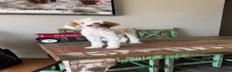 Miniature Poodle dogs for sale: Akc 🧬 Tested Clear Atat Kyky S/S bb  - Ad 12