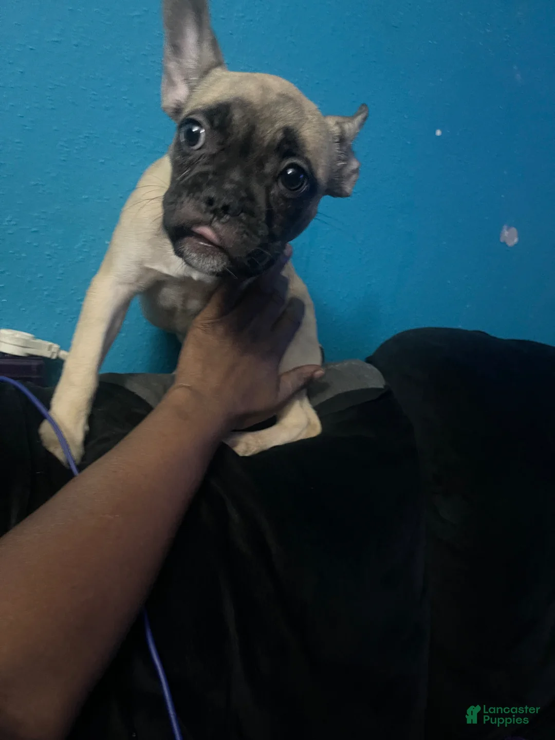 French Bulldog dogs for sale: French Bulldog Puppy 3 - Ad 1