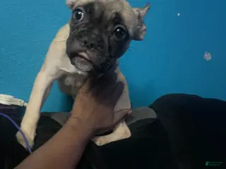 French Bulldog dogs French Bulldog Puppy 3 - Ad 40