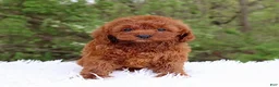 Cavapoo dogs for sale: Mr. Rugar - Ad 1