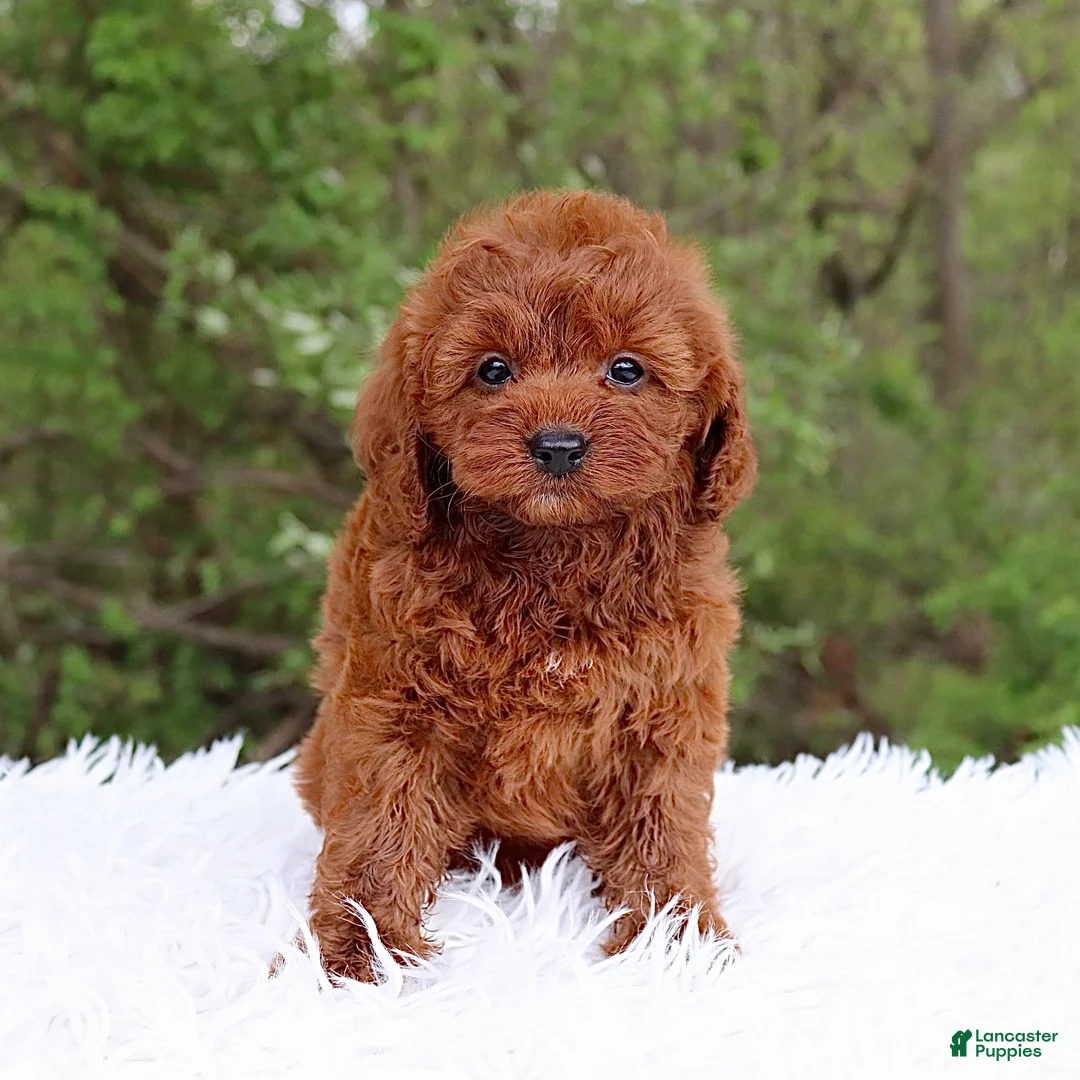 Cavapoo dogs for sale: Mr. Rugar - Ad 1