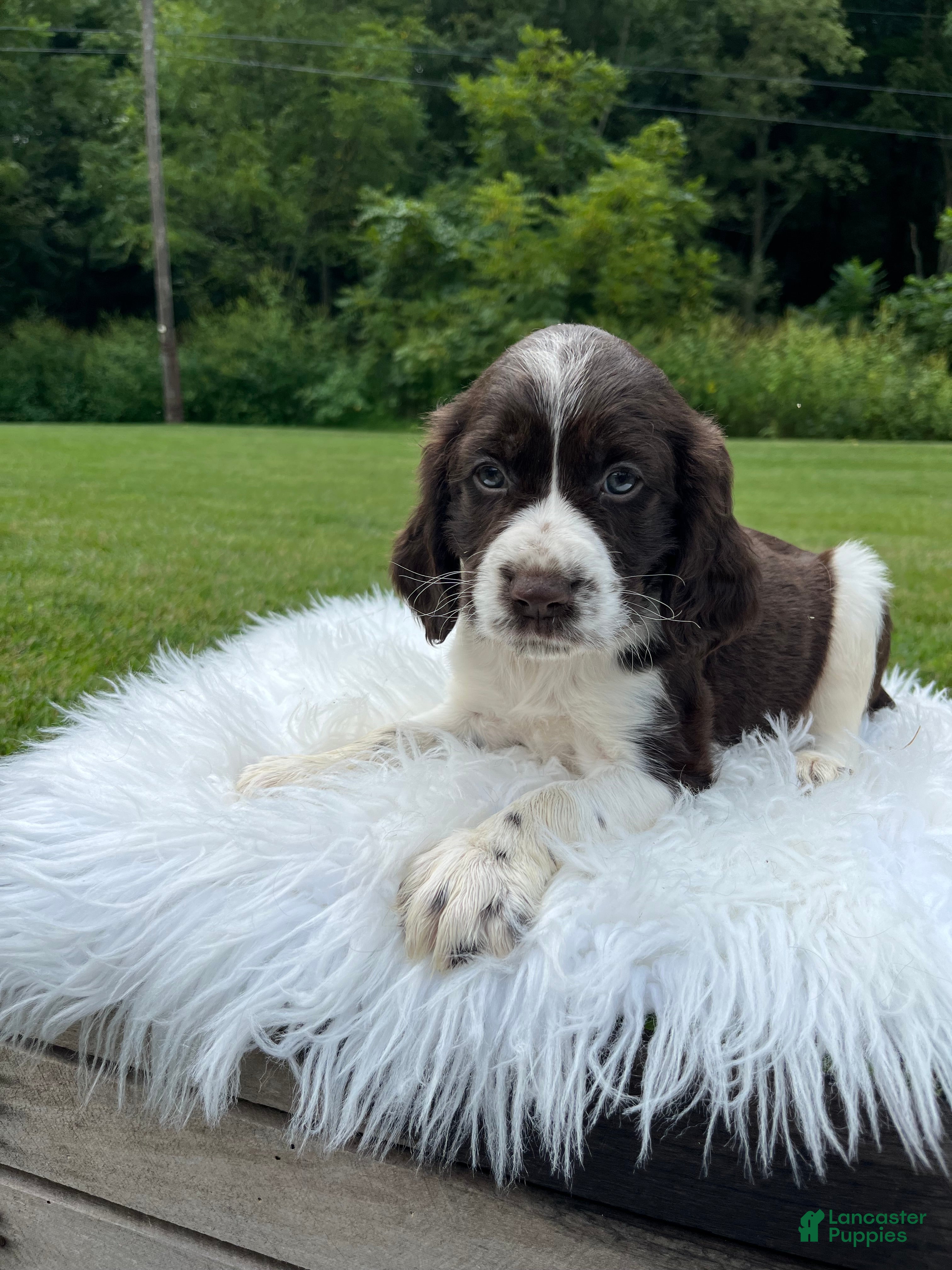English Springer Spaniel dogs Dudley - Ad 2