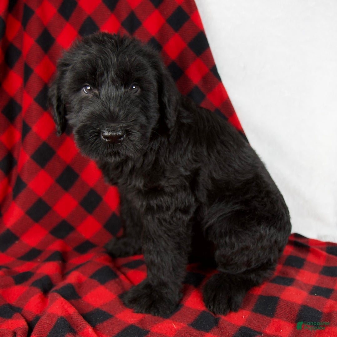 Giant Schnauzer dogs for sale: Austin - Ad 5