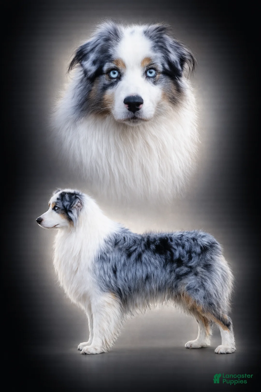 Australian Shepherd dogs for sale: Australian Shepherd- Norman - Ad 5