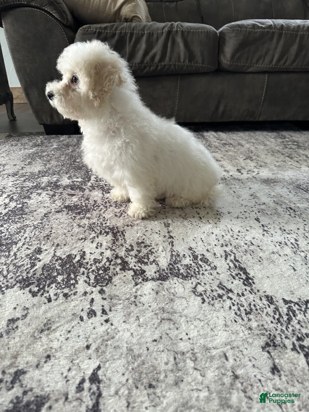 Bichpoo dogs for sale: wendy - Ad 2