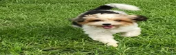 Yorkiepoo dogs for sale: Klarity  - Ad 2