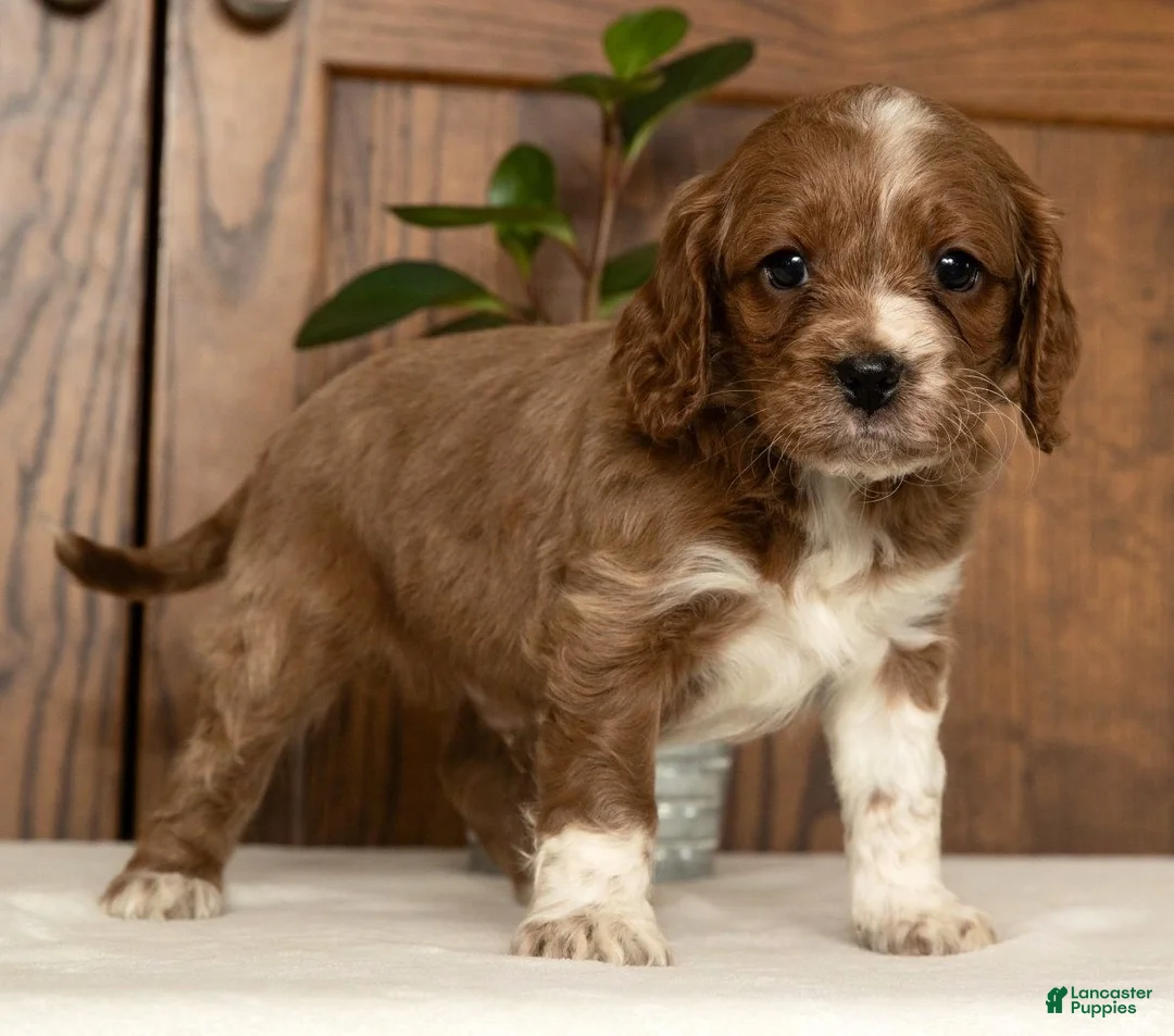 Cavapoo dogs for sale: Maverick - Ad 7