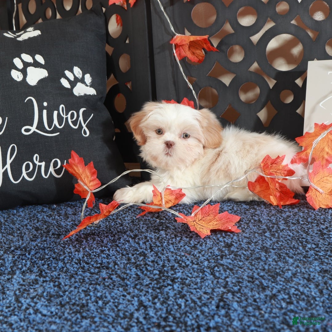 Shih Tzu dogs for sale: Charlie - Ad 4