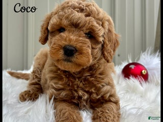 Mini Goldendoodle dogs - Ad 5