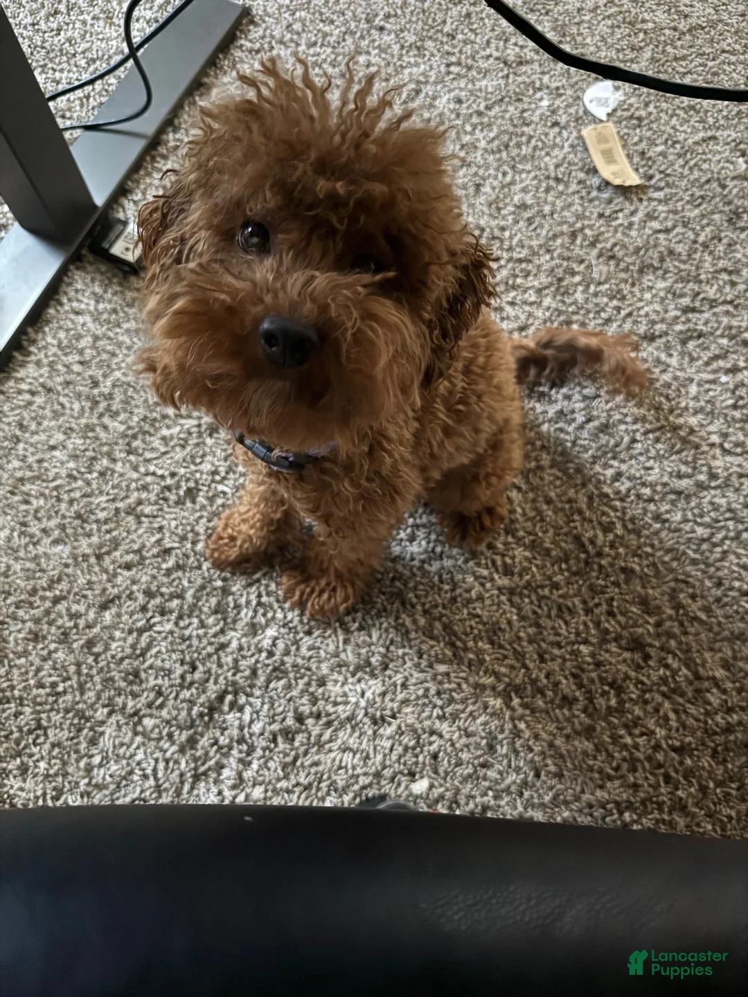 Miniature Poodle dogs for sale: Miniature Poodle 1 - Ad 2