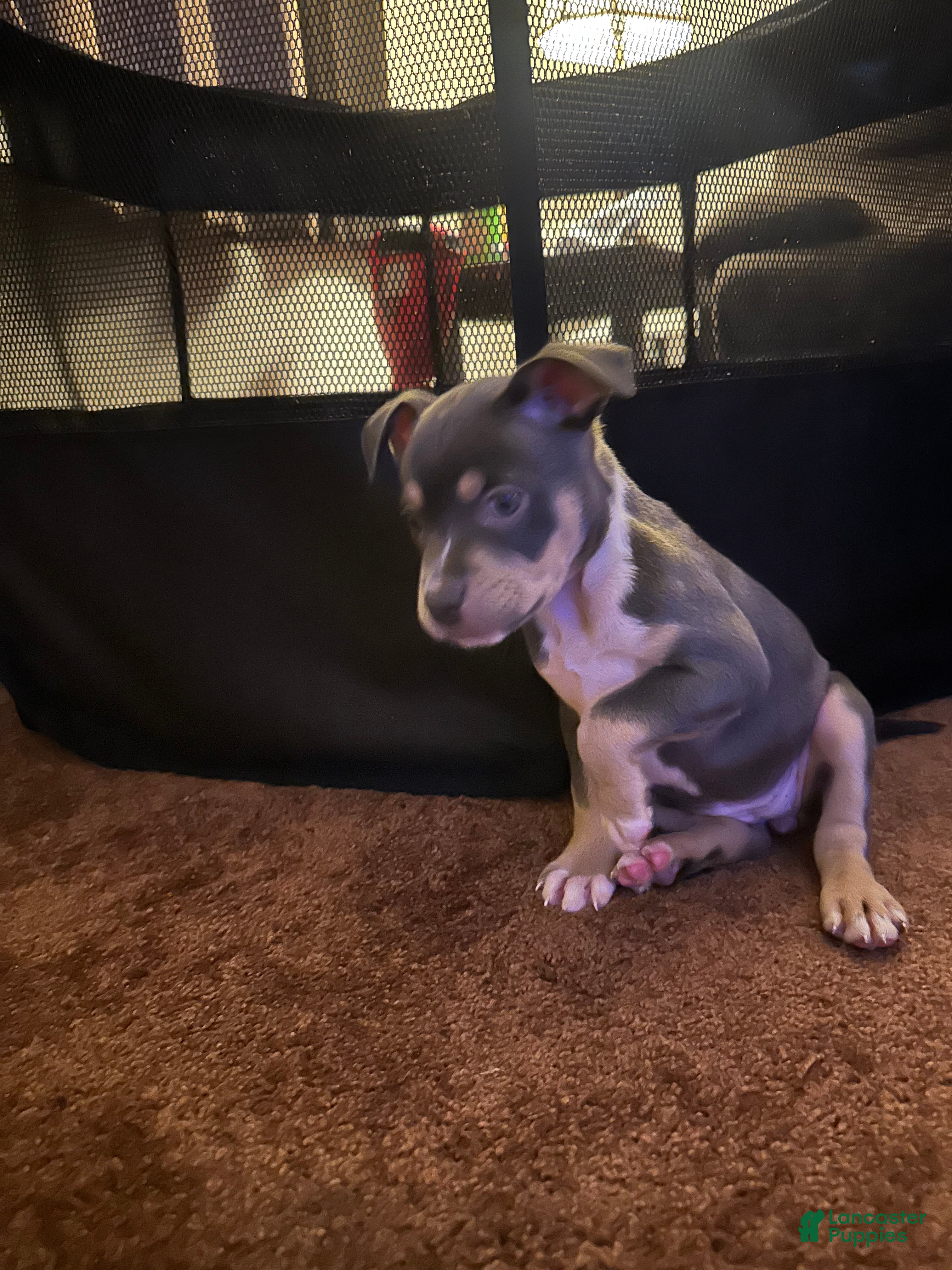 American Bully dogs American Bully Puppy 6 - Ad 11