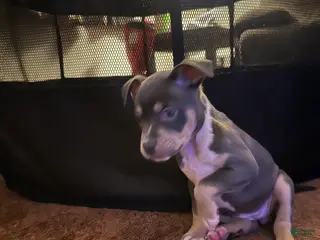 American Bully dogs American Bully Puppy 6 - Ad 8