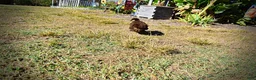 Havapoo dogs for sale: Prince - Ad 19