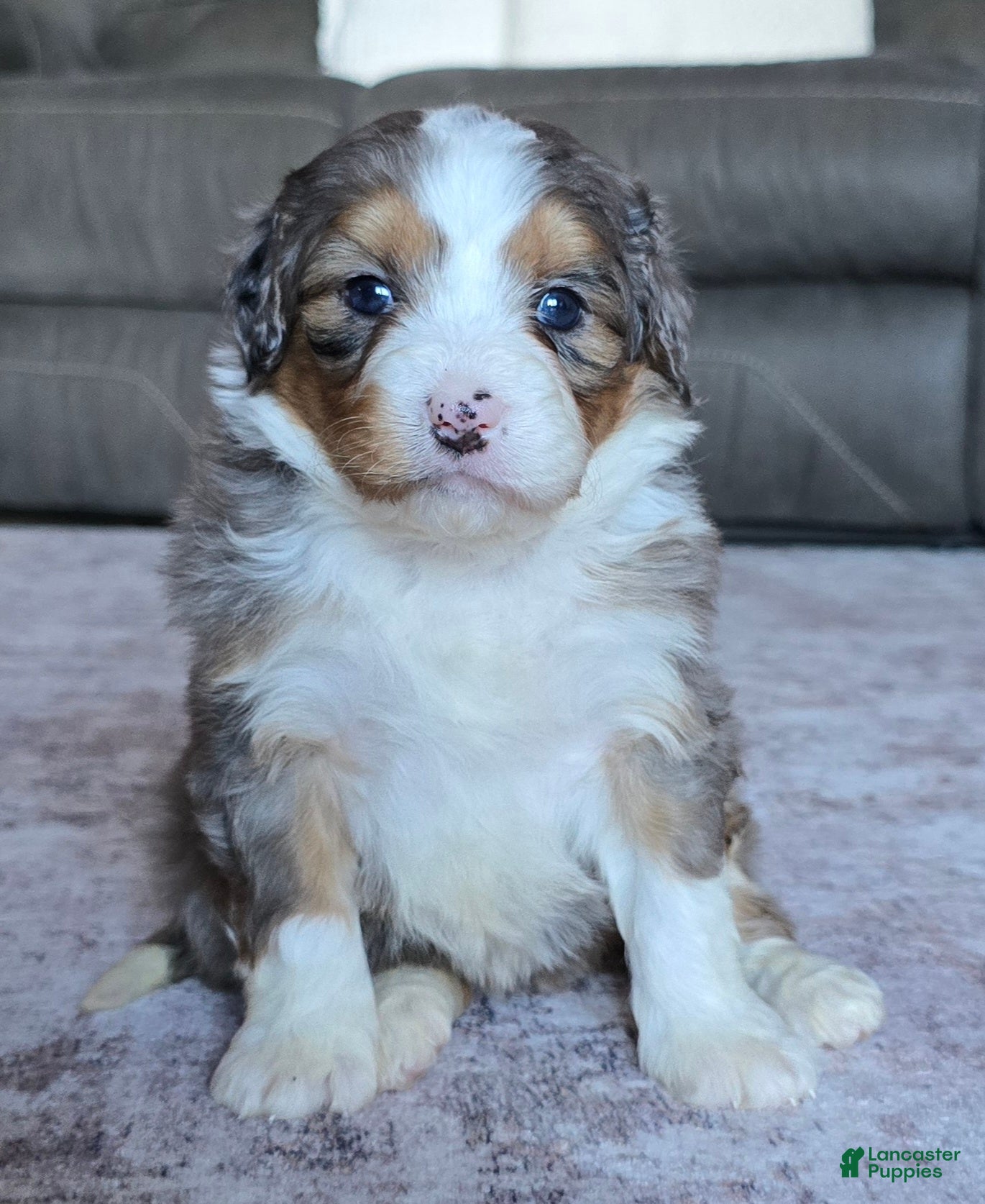 Mini Bernedoodle dogs Mini Callie - Ad 2