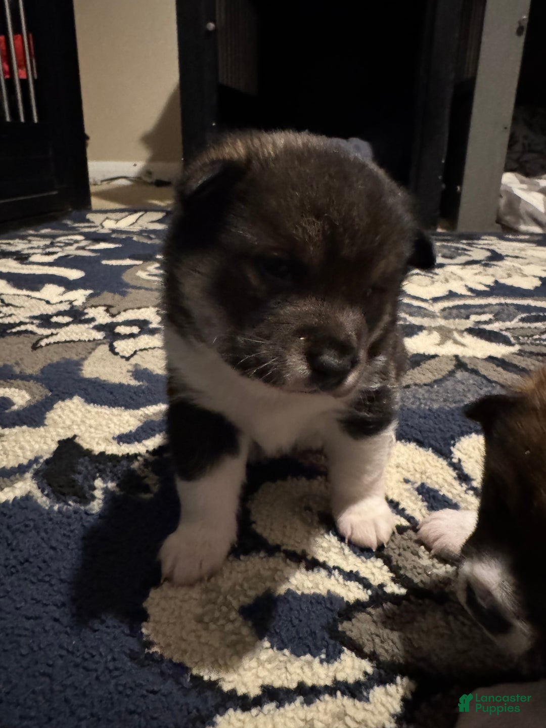 Shiba Inu dogs for sale: Shiba Inu Puppy 2 - Ad 12