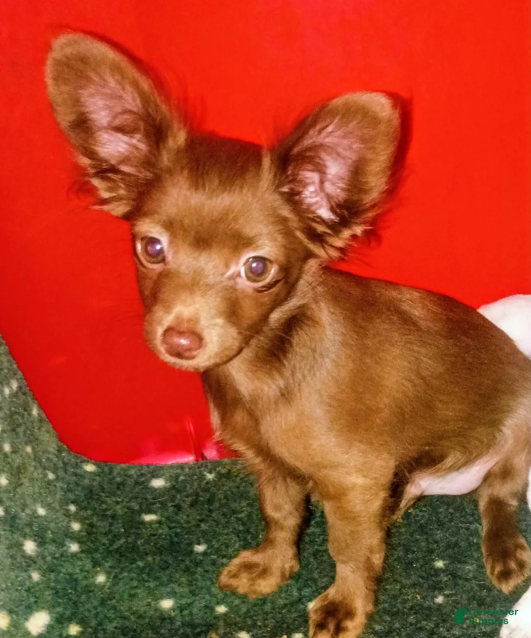Chihuahua dogs for sale: Chiweenie  - Ad 2