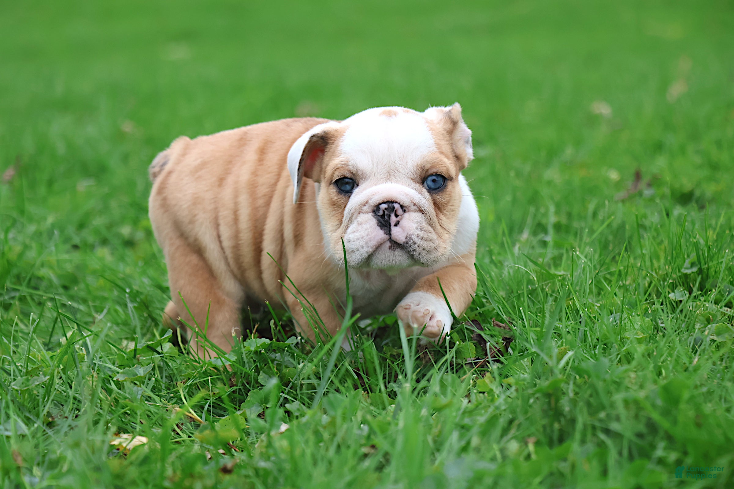 English Bulldog dogs for sale: Dante - Ad 1