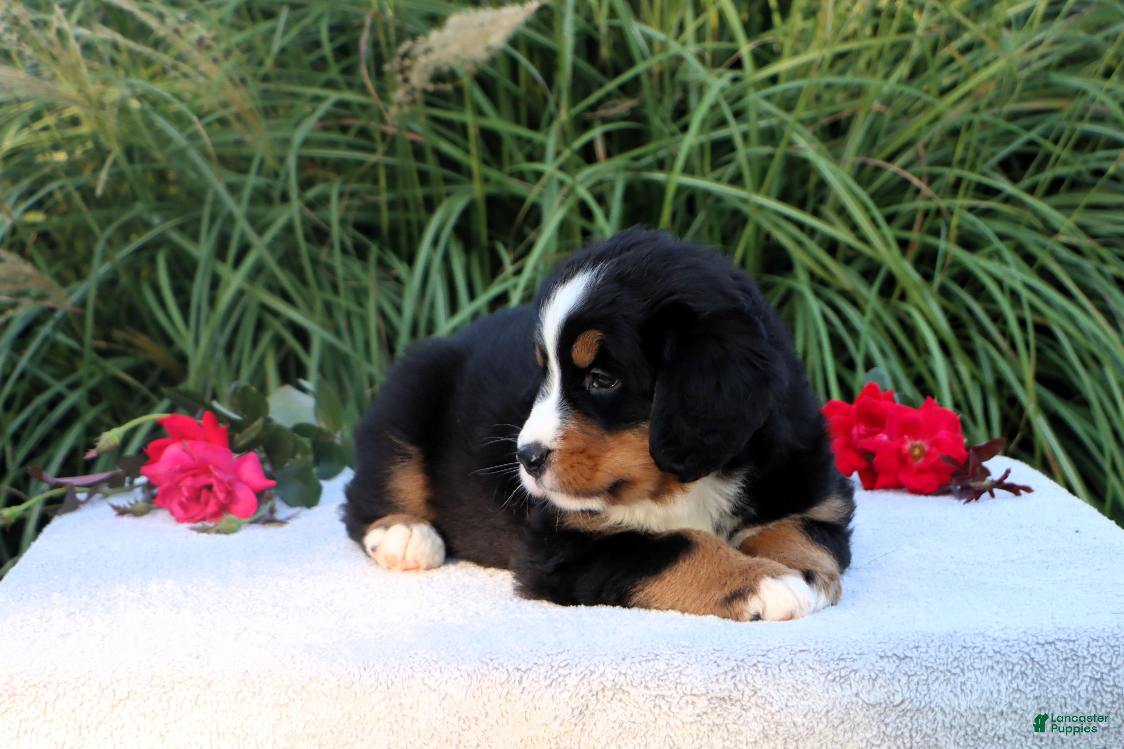 Bernese Mountain Dog dogs Laura AKC - Ad 2