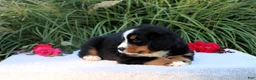 Bernese Mountain Dog dogs for sale: Laura AKC - Ad 2