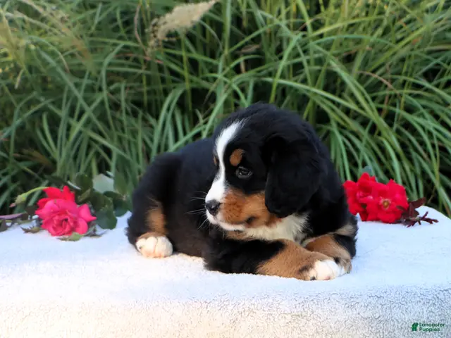 Bernese Mountain Dog dogs Laura AKC - Ad 2