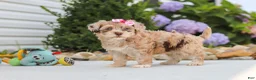 Havapoo dogs for sale: Chloe - Ad 8