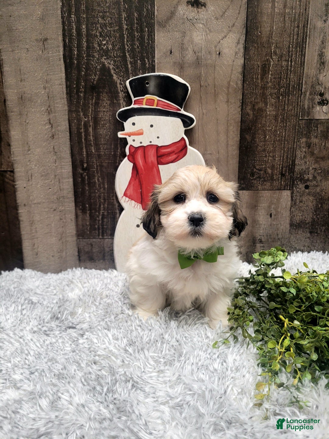 Teddy Bear dogs for sale: Waffles - Ad 5