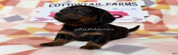 Dachshund dogs for sale:  AKC Black & Tan Long Haired Female Dachshund ALL Clear - Ad 6